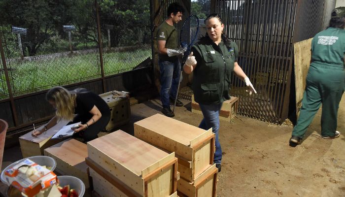 Novo canal do IAT registrou mais de 2,8 mil denúncias de crimes ambientais em 4 meses